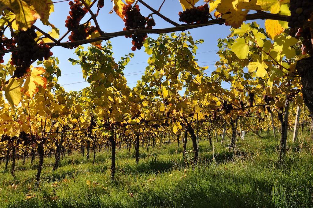 Bed and Breakfast Weingut Koegl Ratsch an der Weinstraße Exteriér fotografie